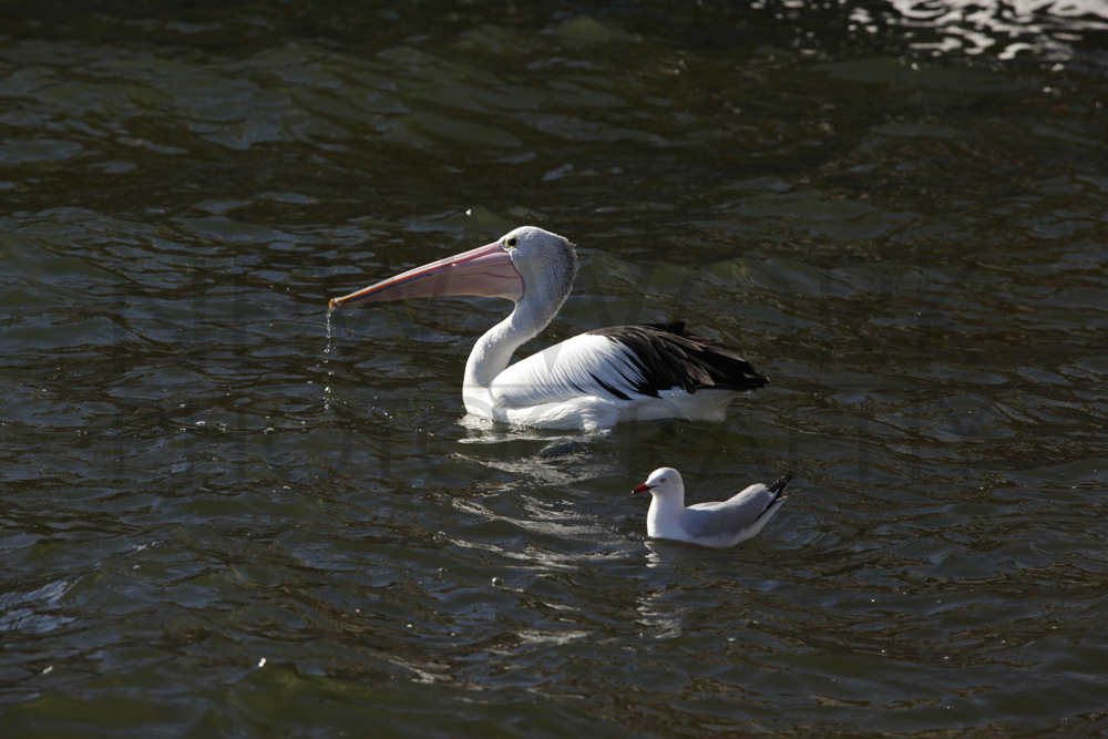 pelican and seagull